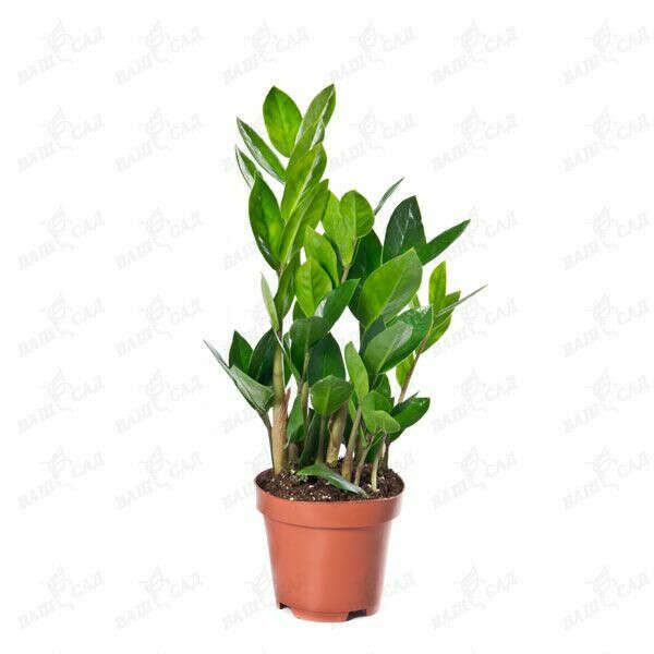 Замиокулькас (Zamioculcas overig zamiifolia)