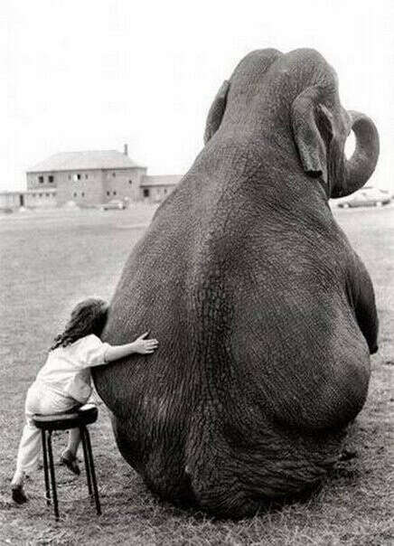 Потрогать слона