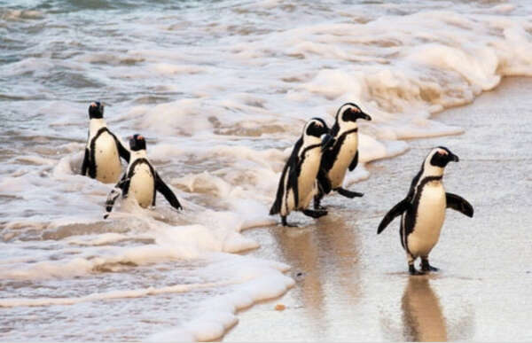 Увидеть очковых пингвинов