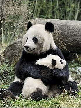 hug a panda