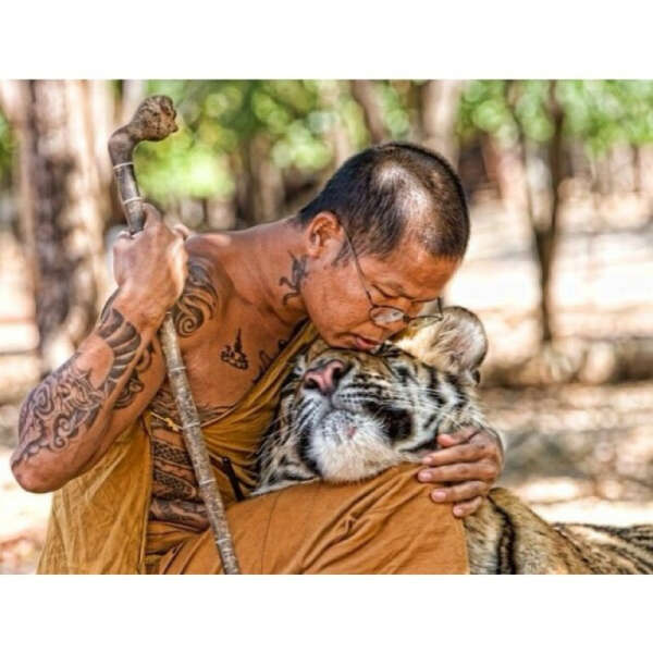 Быть волонтером в храме тигров