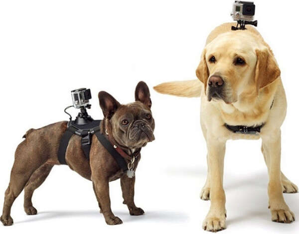 Крепление экшн камеры GoPro, GitUp на собаку или кошку