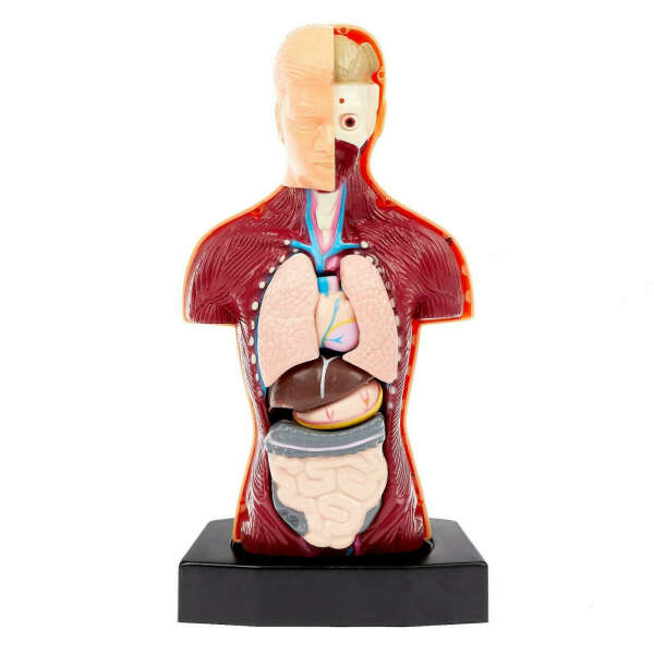 Модель человеческого тела с внутренними органами
