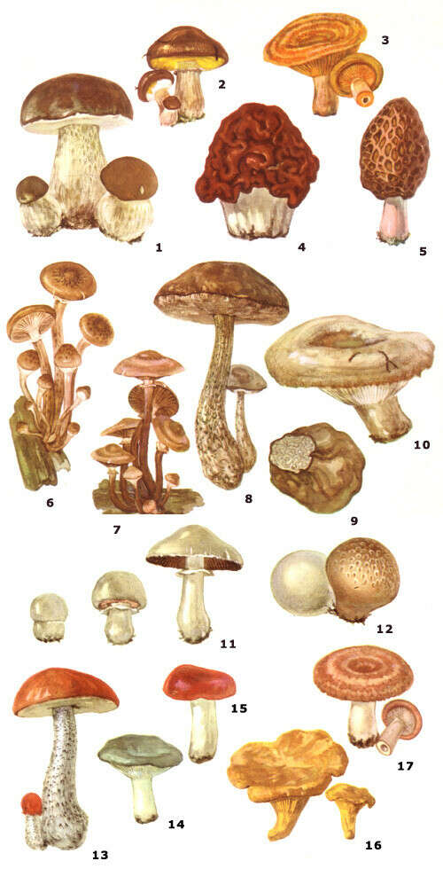 различать грибы