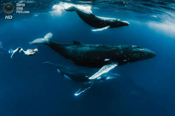 Посмотреть на китов в океане