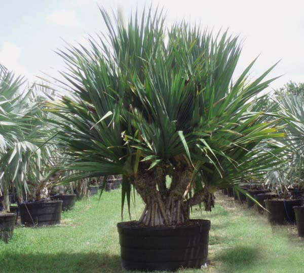 Pandanus ODORATISSIMUS