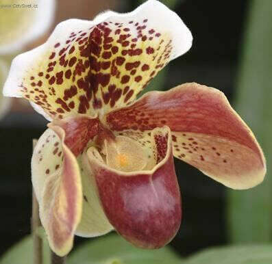 Орхидею Пафиопедилум (Paphiopedilum)