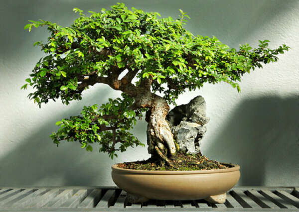 Карликовое дерево бонсаи