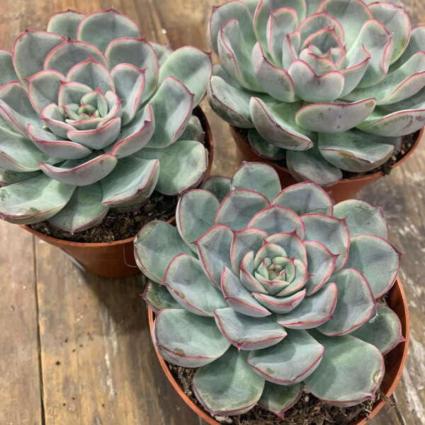 Echeveria mystery