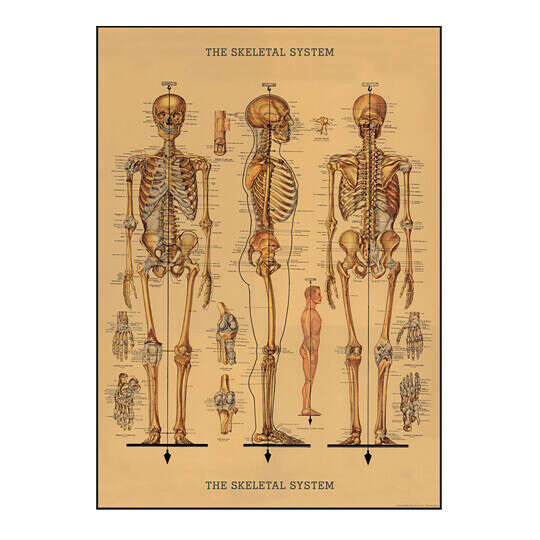 Постер &#039;Skeleton&#039;
