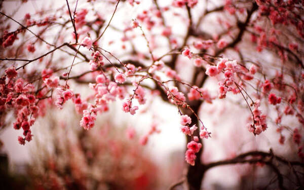 Гулять в саду цветущих сакур
