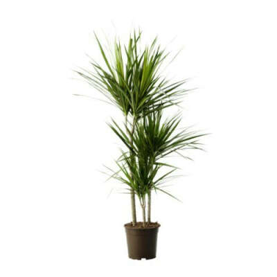DRACAENA МARGINATA Растение в горшке - IKEA