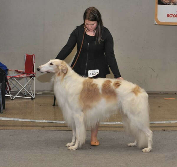 Dog show