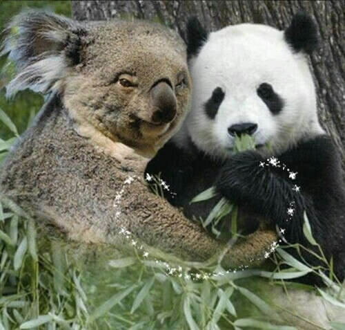 Обнять коалу и панду