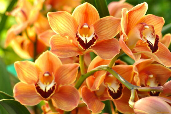 Оранжевую орхидею