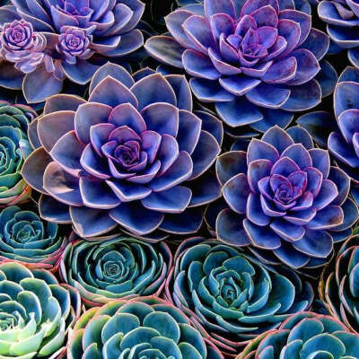 вырастить Echeveria miranda