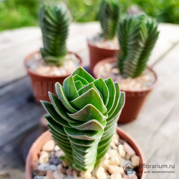 Крассула Храм Будды - Crassula Buddha’s Temple