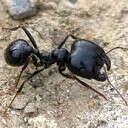 Мои муравьи мечтают о нормальном формикарии среднего размера.