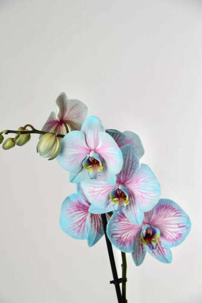 орхидея "с капиллярами" в горшке