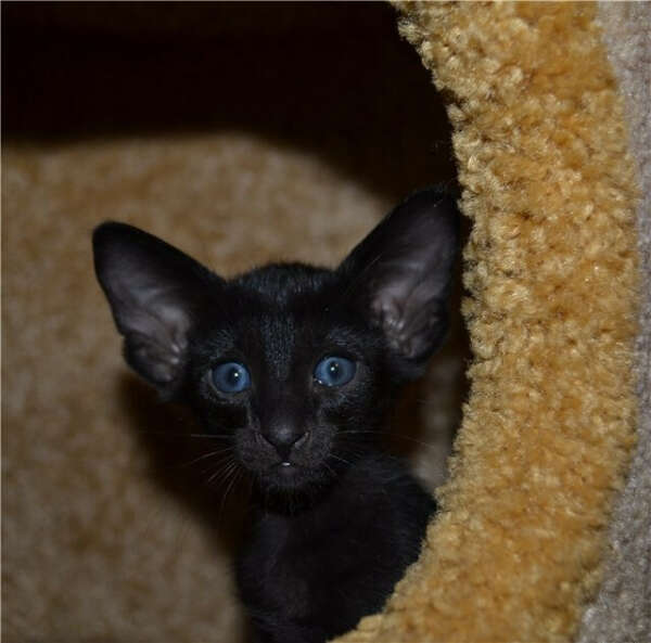 Ориентальная чёрная котенька
