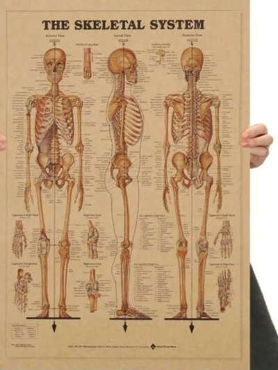 Интерьерный постер анатомия человека
