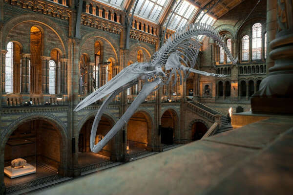 Natural History Museum (London)