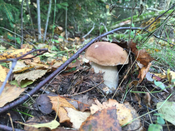 Сходить за грибами