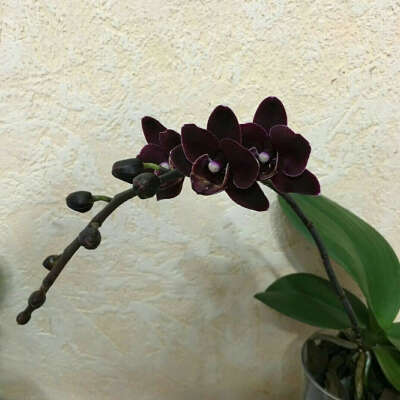 черная орхидея в горшке