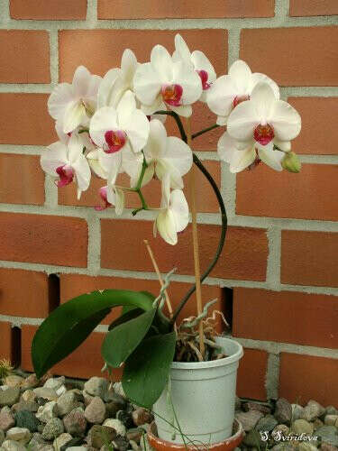 Орхидея в горшке (Фаленопсис)