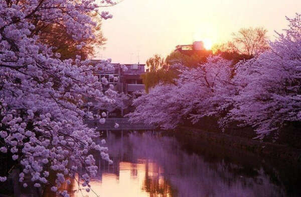 Увидеть сад японской сакуры в цветении