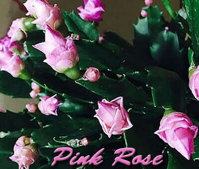 Pink Rose