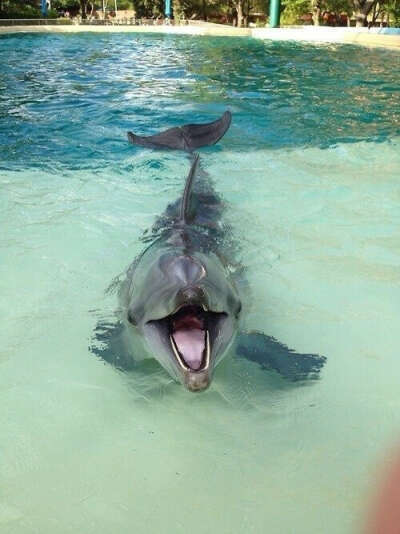 дельфина :D
