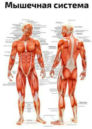 Плакат с мышцами