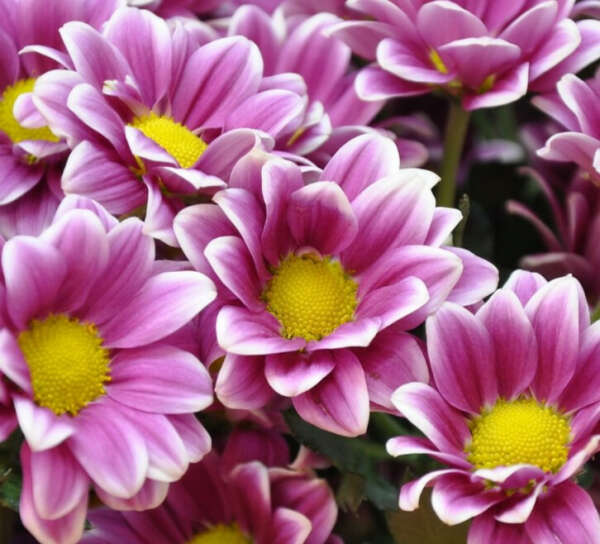 Фиолетовая кустовая хризантема с белой окантовкой (см описание)