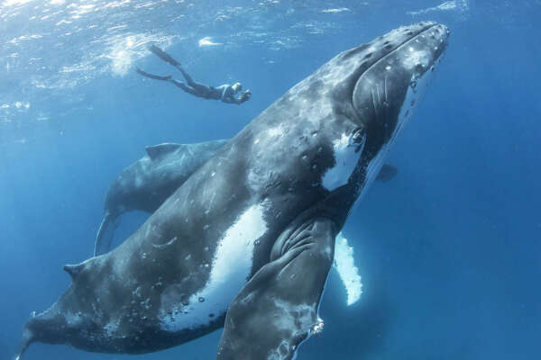 Плавание с горбатыми китами (Королевство Тонга)