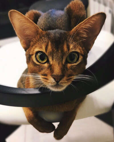 Абиссинская кошка Elite cat (помет декабрь 2017)