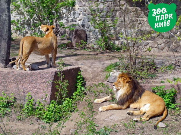 Сходить в Киевский зоопарк