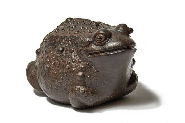 чайная жаба
