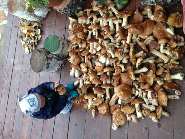 Насобирать грибов
