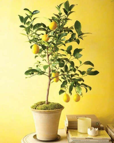 лимонное дерево