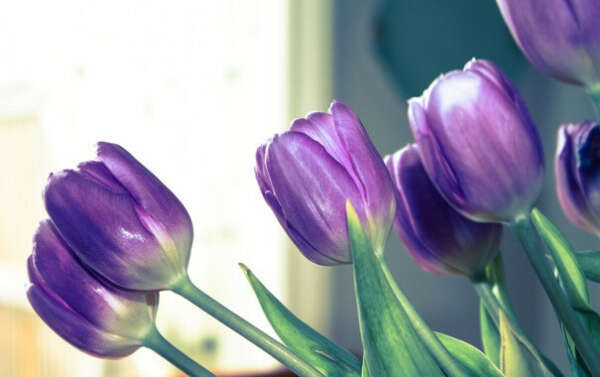 Фиолетовые тюльпаны