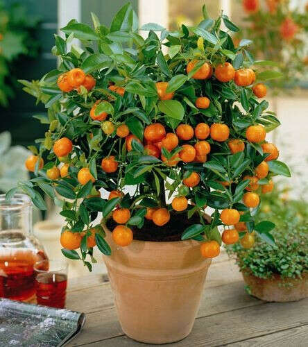 Хочу вырастить апельсин:3