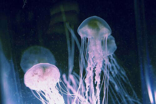 Увидеть медуз