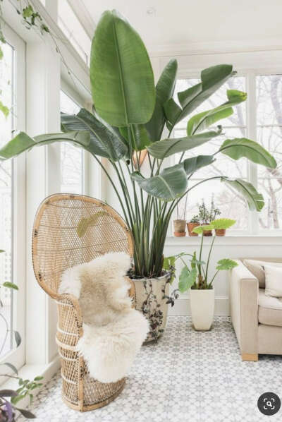 banana palm