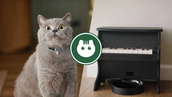 Cat piano